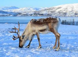 That's bad news for reindeer and caribou. Tromso Arctic Reindeer Where You Can Meet Reindeer