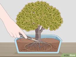 Et si la taille de la forêt française diminuait d'ici 20 ans ? Comment Faire Pousser Et Prendre Soin D Un Bonsai