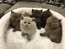 Available British Shorthair Kittens For Sale & Cats For ...