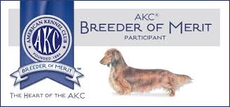 Review how much mini dachshund puppies for sale sell for below. Sweetnlow Dachshunds