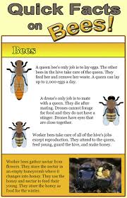 Animal Outlines Bees Is A Simple But Fun Unit This Product Is Meant To Give Some Quick Facts On Bees Using Real Photogr Bee Keeping Bee Facts Honey Bee Facts