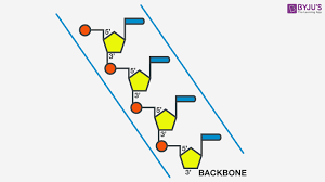 Diagram showing the construction of a recombinant dna molecule. What Is Dna Meaning Dna Types Structure And Functions