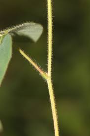 Image result for Desmodium subsecundum
