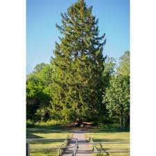 If allowed to grow to full height and maturity, the tree is harvested for lumber. Norway Spruce For Sale Picea Abies Chief River Nursery Chief River Nursery