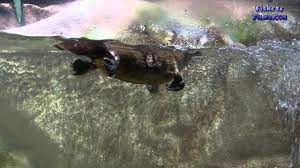 This is because it is extremely difficult to detect and track these. Australian Platypus Swimming In A Public Aquarium Youtube