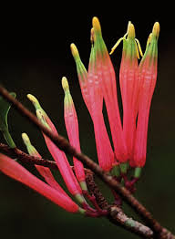 Image result for Plicosepalus amplexicaulis