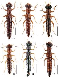 Image result for Stenostelma corniculatum