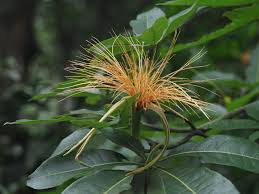 Image result for Pachira glabra