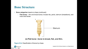 Backbone.js view greatly helps us when it comes to creating large scale manageable applications. Bone Shapes Youtube