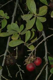 Image result for Diospyros lycioides
