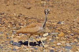 Birds Of The Southwestern Desert 15 Ruppell S Korhaan Eupodotis Rueppelii Native To Southwestern Africa In Angola And Namibia Occurring In Semi Desert Habitats Habitats Animals Africa