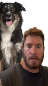 Great Dane Mixed English Shepherd