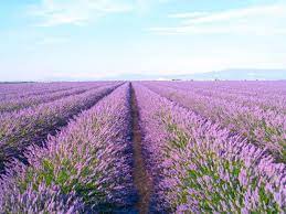 Lavender Farming Tips On Growing A Field Of Lavender