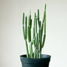 Image result for Monadenium pudibundum