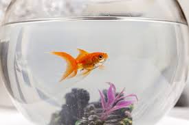 Shop target for bohemian decor products at great prices. 7 Best Goldfish Bowls For A Long Lived Fish