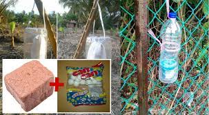 .membuat air kencing harimau tiruan dengan hanya menggunakan 2 bahan sahaja iaitu belacan dan ubat gegat resepi yang ayah saya bagi utukk elakkan babi. Bagaimana Hasilkan Cecair Kencing Harimau Tiruan Petua Untuk Elakkan Tanaman Diganggu Binatang Liar Siakap Keli News