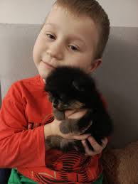 Piękny pomeranian. Perły Radzymina FCI 🥰 #perłyradzymina