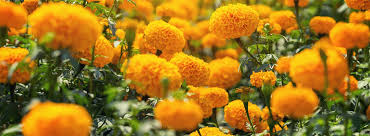 The most common marigold garland material is plastic. Cdkl5 Clinical Trial Learn About The Marigold Cdkl5 Study The Marigold Study