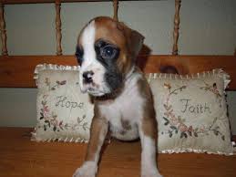 Petland fort myers florida has boxer puppies for sale! Euro Boxer Puppies For Sale In Belleview Florida Classified Americanlisted Com