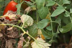 Image result for Septoria leaf spot of tomato