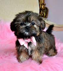 Pin By Bonnie Trupiano On Pets Shorkie Puppies Cute Animals Animals Beautiful