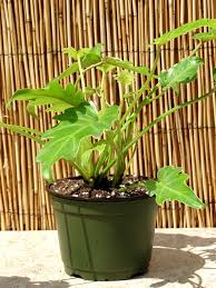 Xl Philodendron Xanadu Gold Plant In 6 Pot