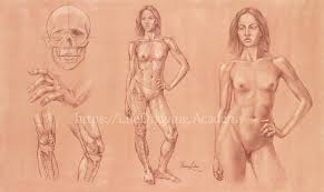 An anatomy & physiology course for everyone the visible body learn site is our totally free introduction to each human body system. How To Draw Female Body Life Drawing Academy