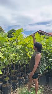 Image result for Tarenna pavettoides