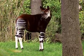 Although the okapi bears striped markings reminiscent of zebras, it is most closely related to the giraffe. Okapi Mammal Britannica