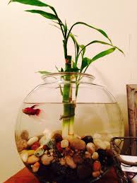 Beta Fish And Bamboo Indoor Water Garden Mini Plant Pots Low Light Plants