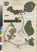 Image result for Brillantaisia madagascariensis