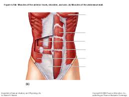 You'll need to build out all of one of the best exercises to build shoulder muscles is the overhead shoulder press. Figure 6 15 Superficial Muscles Of The Face