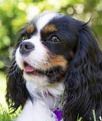 Tri Color Cavalier King Charles Spaniel W Link To Article King Charles Cavalier Spaniel Puppy Cavalier King Charles Spaniel Tricolor Cavalier King Charles Dog