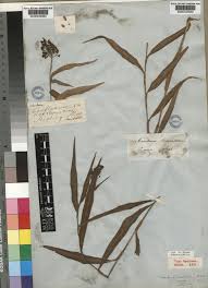 Image result for Aneilema lanceolatum