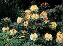 Pin On Rhododendrons