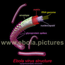 The marburg virus contains seven structural proteins. Ebola Virus Life Cycle Graphic And Labelled Ebola Virus Cutaway Structure Diagram