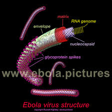 Marburg virus is a member of the filoviridae family, and is an elongated filamentous molecule, highly variable in length, but typically around 1000 nm long with a uniform diameter of 80 nm (2,3). Ebola Virus Life Cycle Graphic And Labelled Ebola Virus Cutaway Structure Diagram