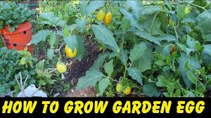 Pin By 7savings Com Ways To Save Mo On My Saves Garden Videos Seeds Seed Starting