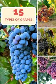 15 Most Popular Types Of Grapes Grapes Grape Types Grape Recipes