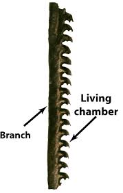 Image result for Dignathia gracilis