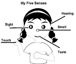 Now, this can be a first graphic: Example Of Labeling The Five Senses Clipart Free Coloring Page Coloring Home