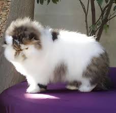 Kucing persia | perbedaan flatnose,peaknose,persmed, & himalaya. Kumpulan Gambar Kucing Persia Peaknose Ped Segala Hobi