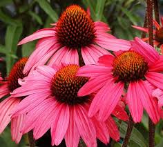 Pbco Glowing Dream Coneflowersee Dsflaming Beauty Etsy In 2020 Flowers Perennials Plants Perennials