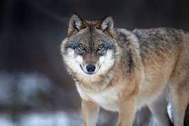 The Endangered Species Act Really Works Grey Wolf Animals Wild Eurasian Wolf