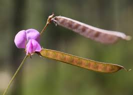 Image result for Tephrosia lepida