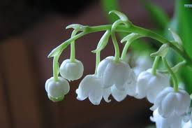Maybe you would like to learn more about one of these? 10 Manfaat Bunga Lily Of The Valley Si Cantik Yang Beracun