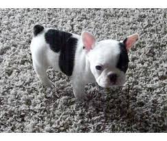 According to couponxoo's tracking system, there are currently 17 mini bulldogs for sale in florida results. French Bulldog Puppies For Sale Oakland Park Fl 75959