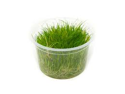 Image result for Xyris parvula