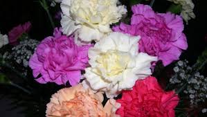 We did not find results for: Carnations Are An Apt January Bloom