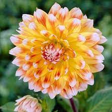 Peaches And Cream Dinner Plate Dahlia Bulb Flowers Dahlia Flower Dahlia